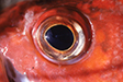 jewelry20